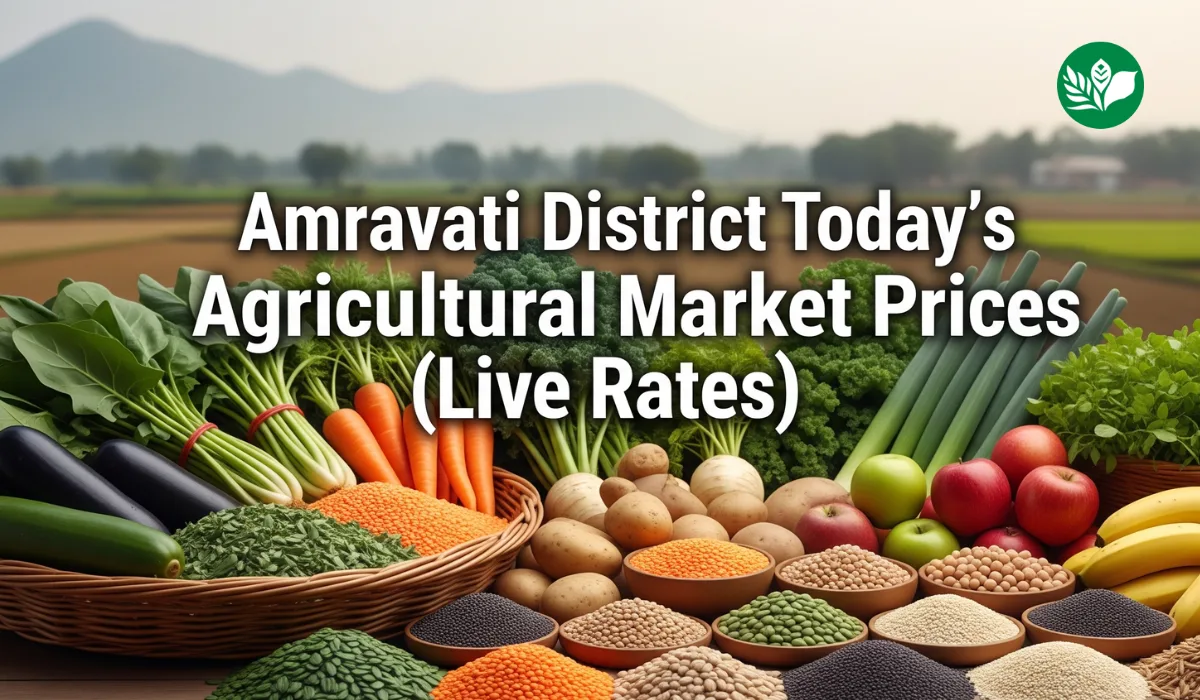 अमरावती जिल्हा आजचे शेतमाल बाजारभाव (Live Rates)