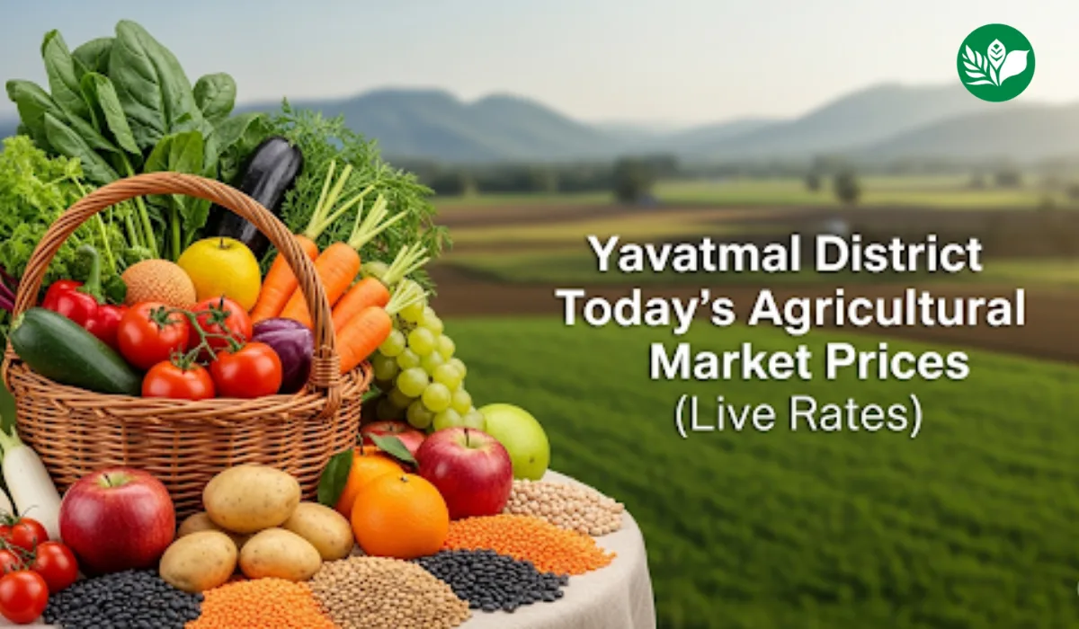 यवतमाळ जिल्हा आजचे शेतमाल बाजारभाव (Live Rates)