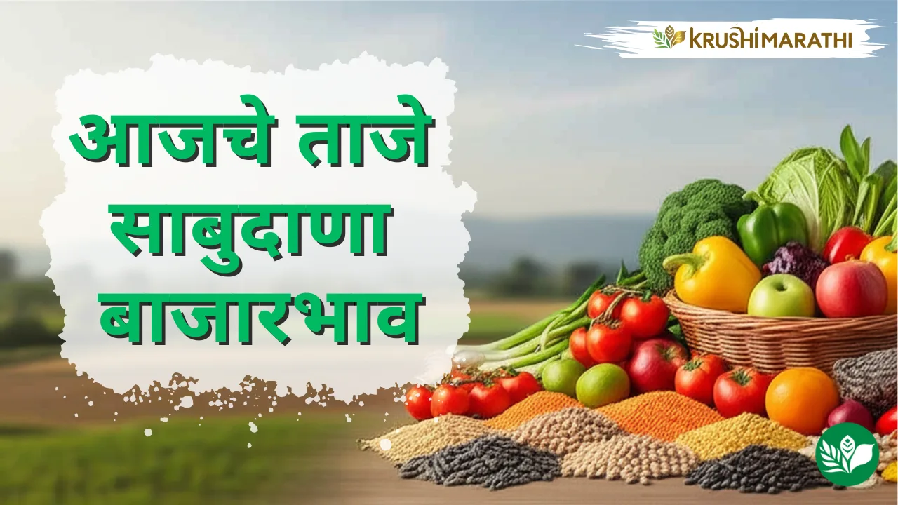 आजचे साबुदाणा बाजारभाव