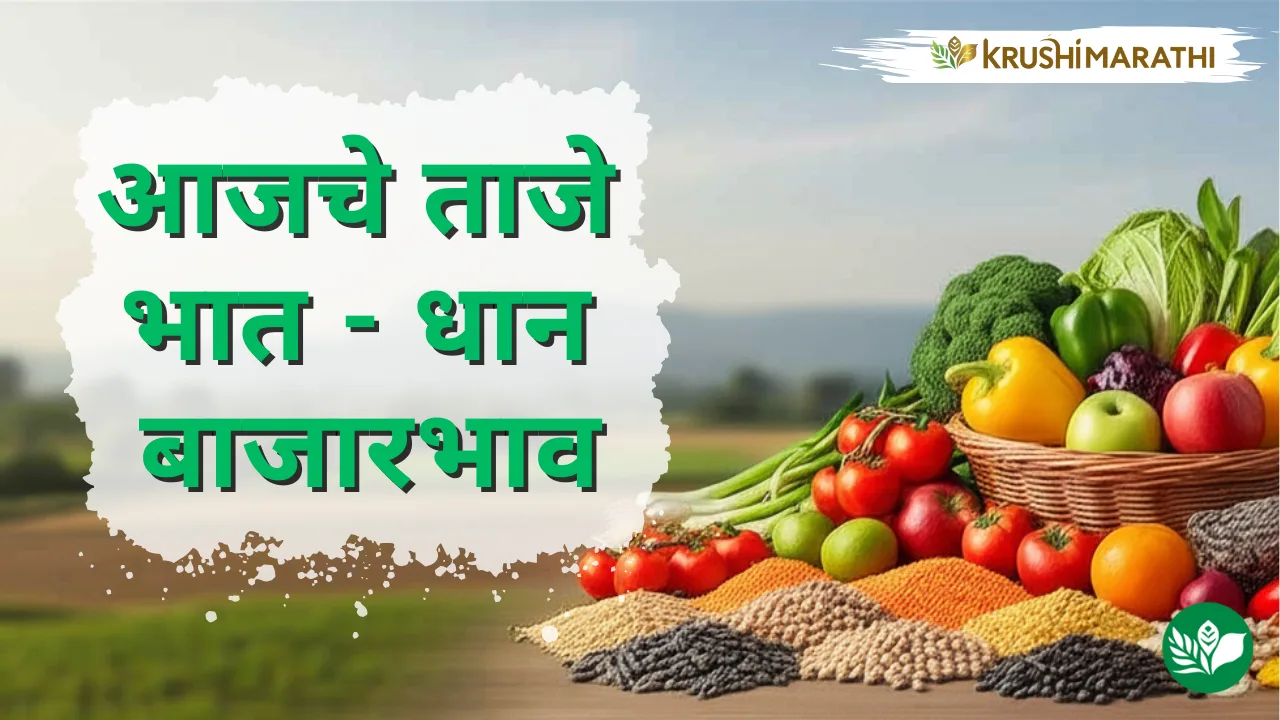 आजचे भात - धान बाजारभाव