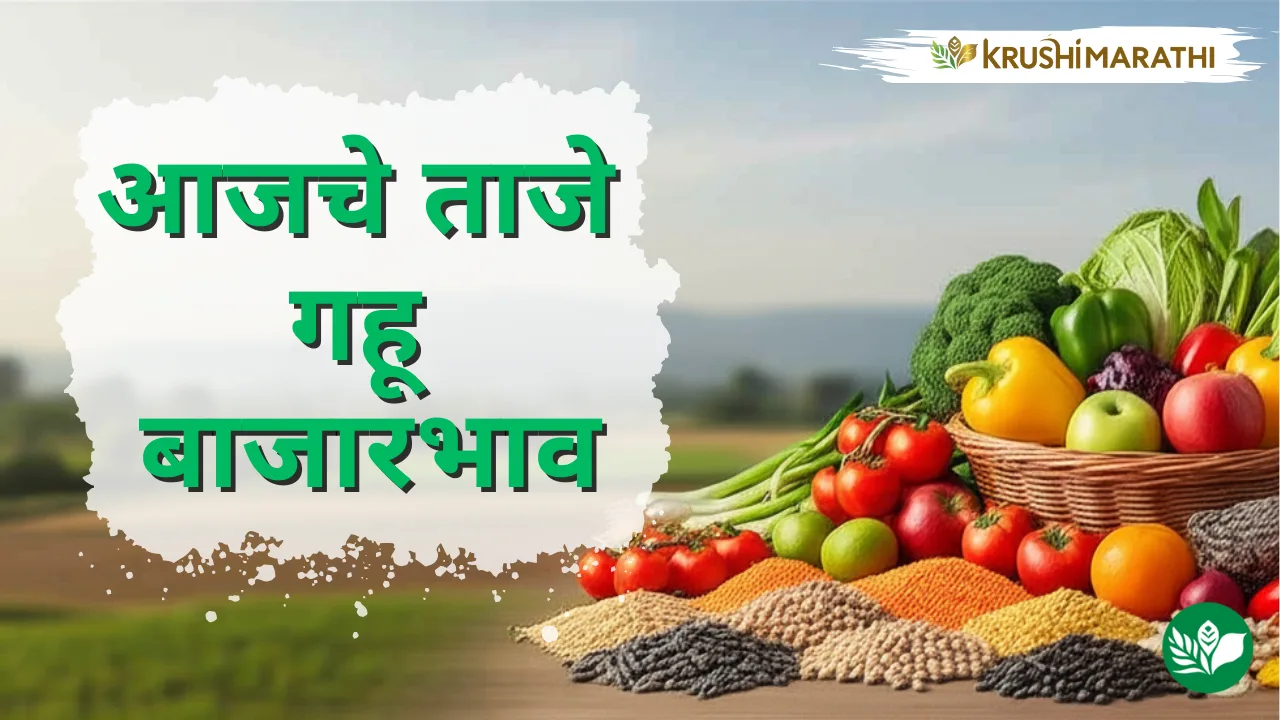 आजचे गहू बाजारभाव