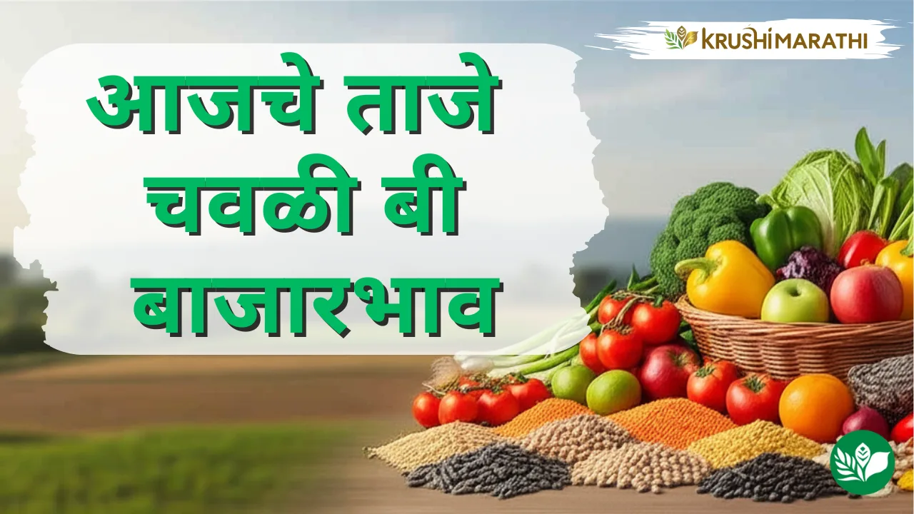 आजचे चवळी बी बाजारभाव