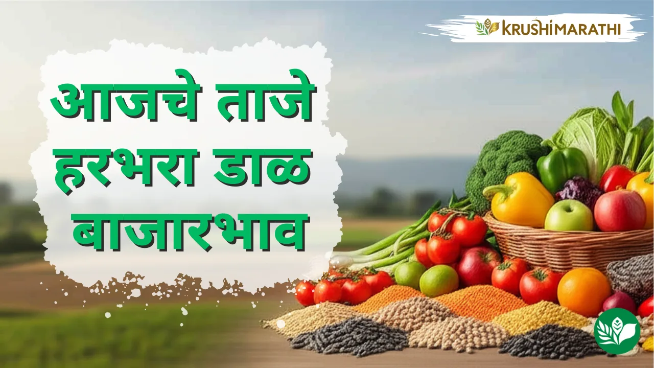 आजचे हरभरा डाळ बाजारभाव