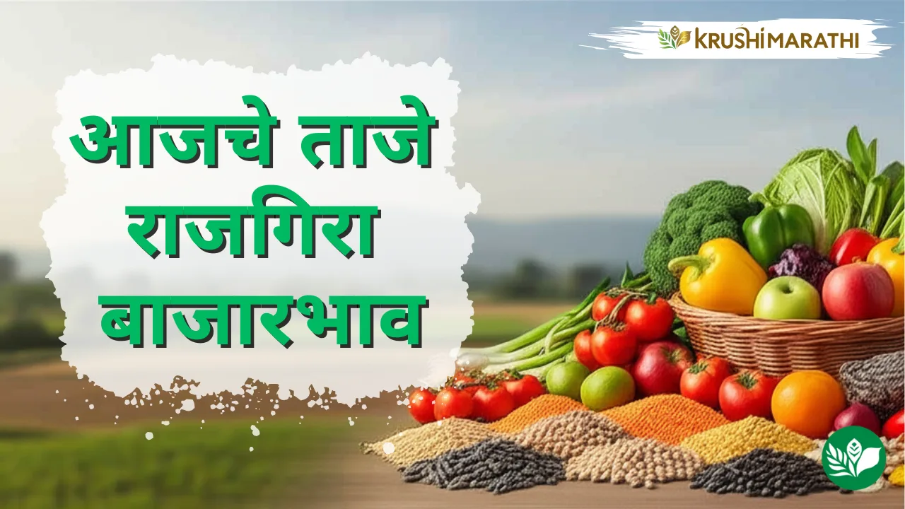 आजचे राजगिरा बाजारभाव