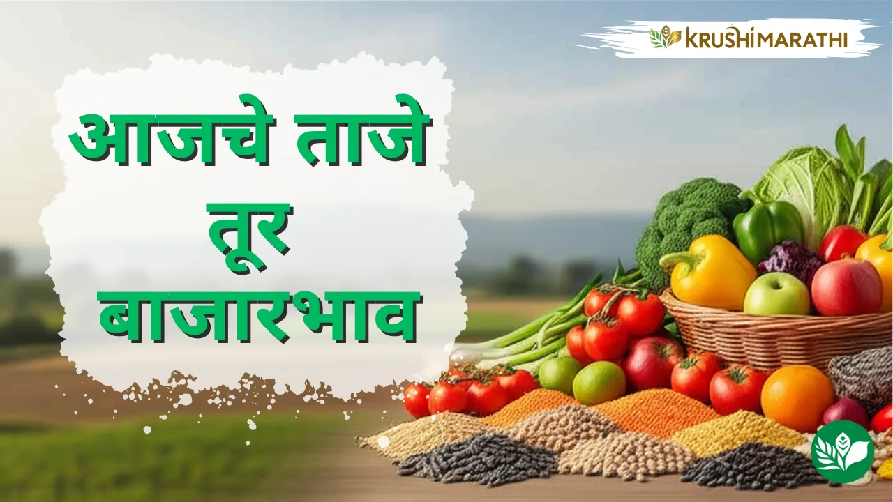 आजचे तूर बाजारभाव