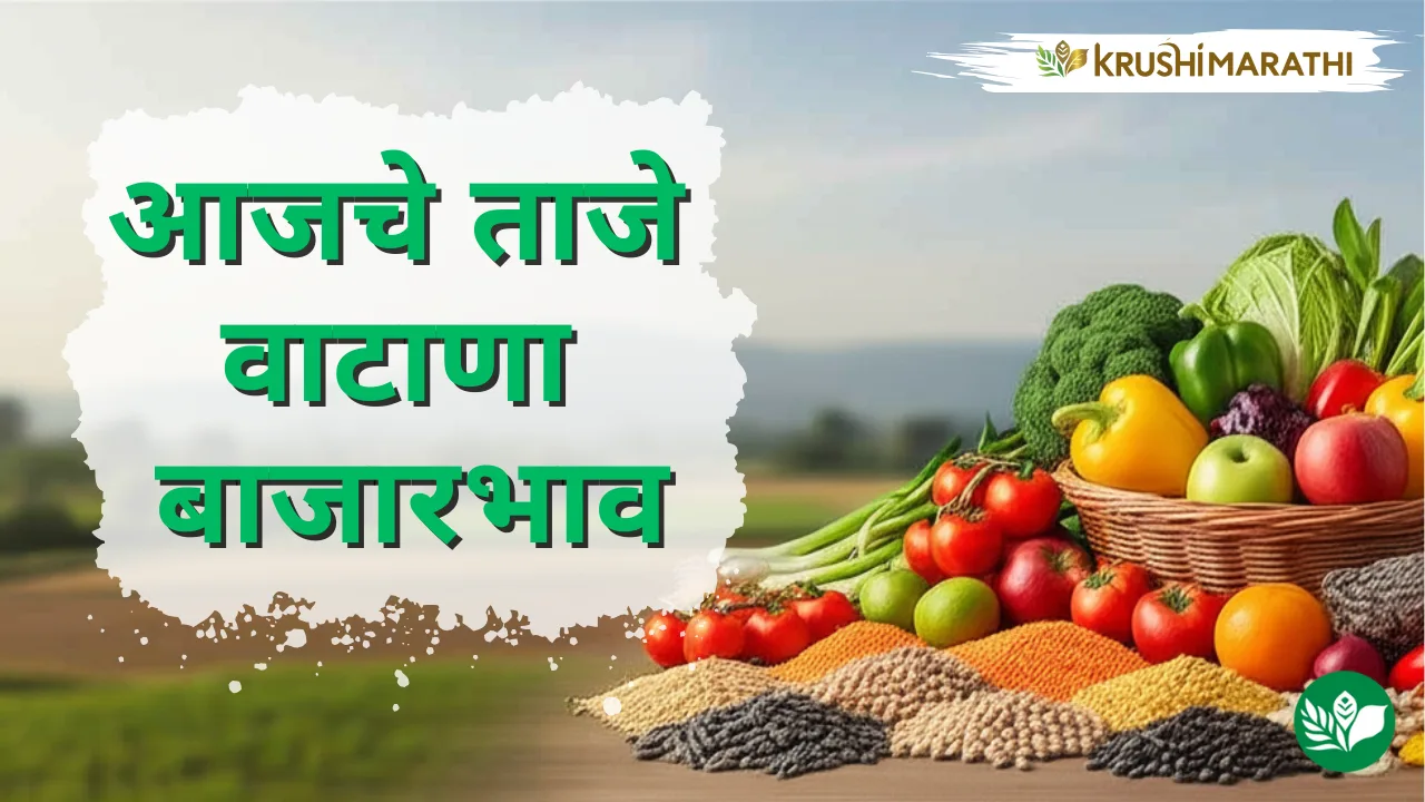 आजचे वाटाणा बाजारभाव