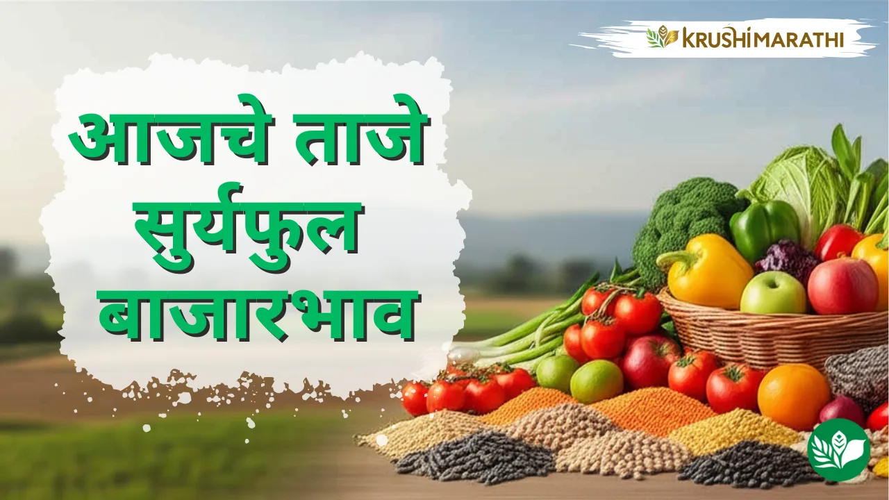 आजचे सुर्यफुल बाजारभाव