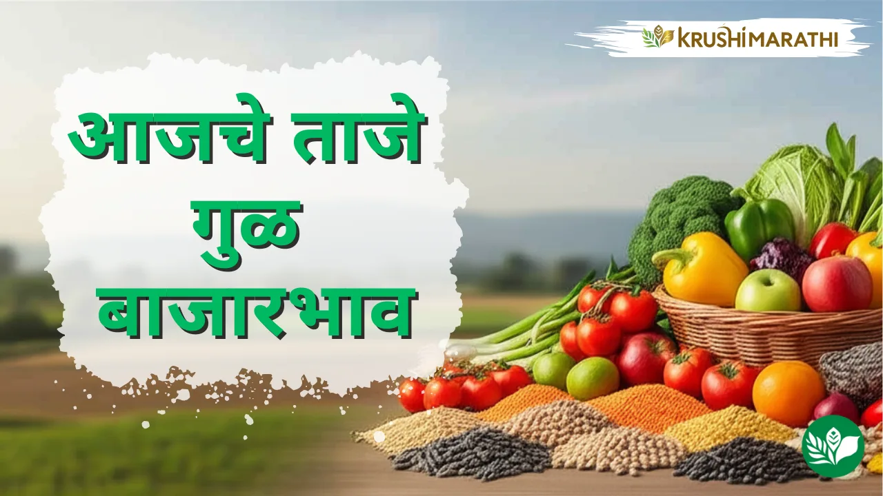 आजचे गुळ बाजारभाव