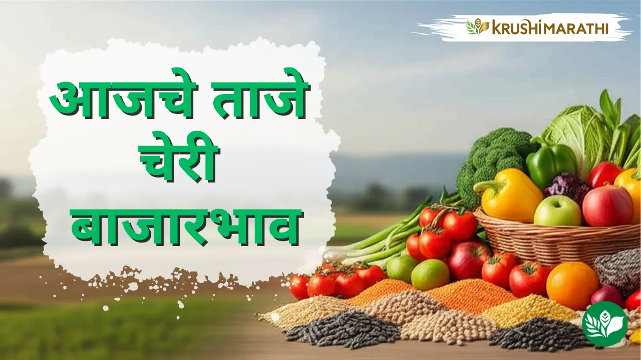 आजचे चेरी बाजारभाव