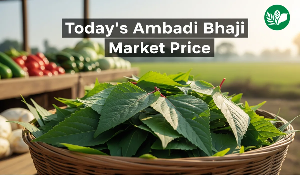 आजचे अंबाडी भाजी बाजारभाव