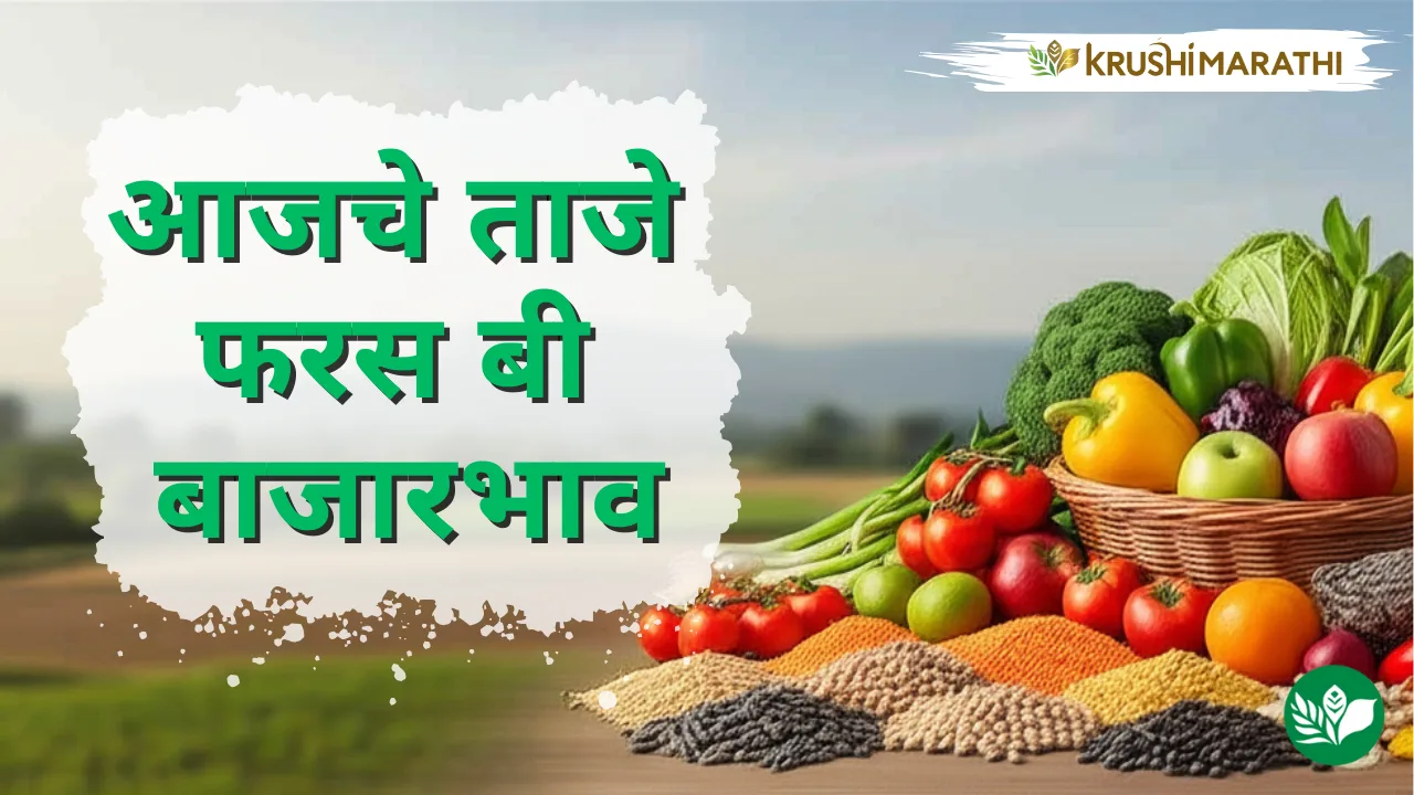 आजचे फरस बी बाजारभाव