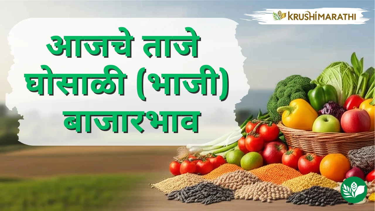 आजचे घोसाळी (भाजी) बाजारभाव