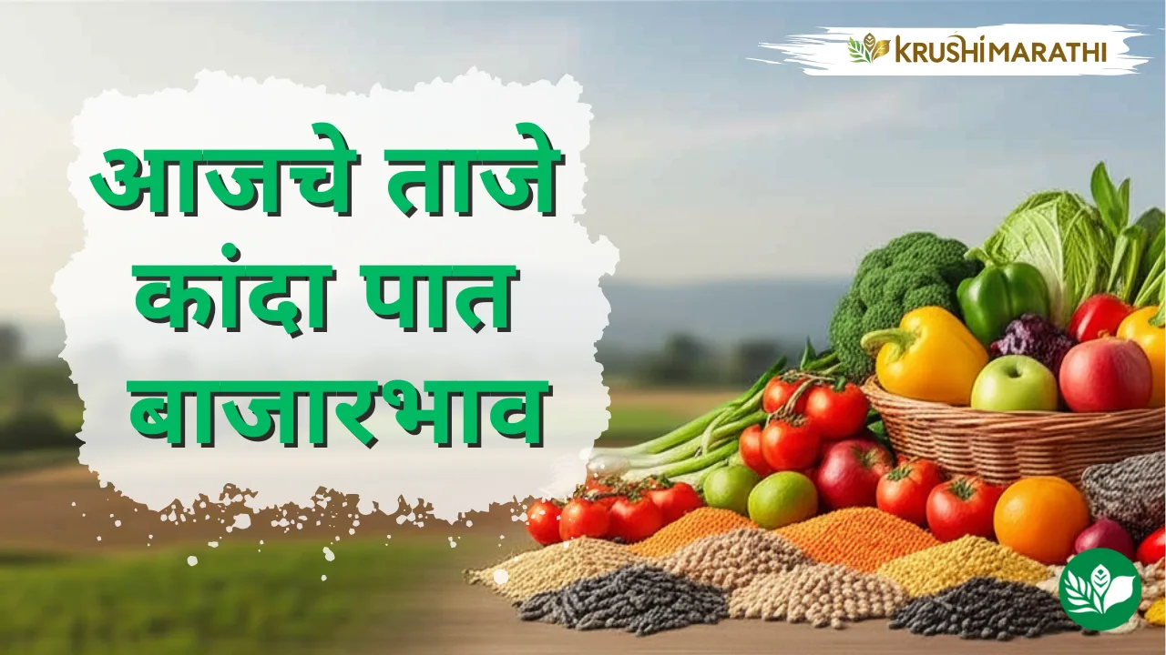 आजचा कांदा पात बाजारभाव