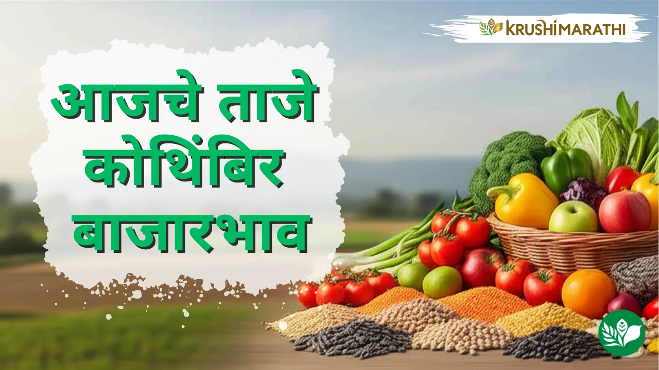 आजचे कोथिंबिर बाजारभाव