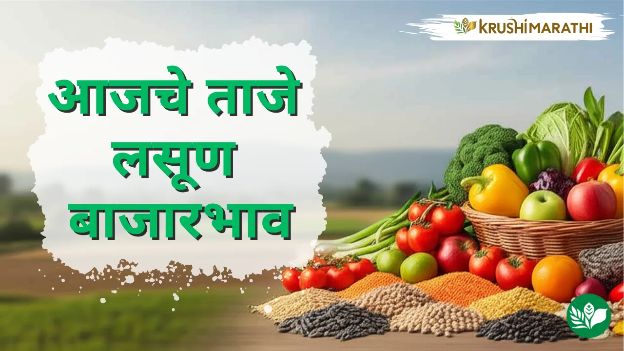 आजचे लसूण बाजारभाव