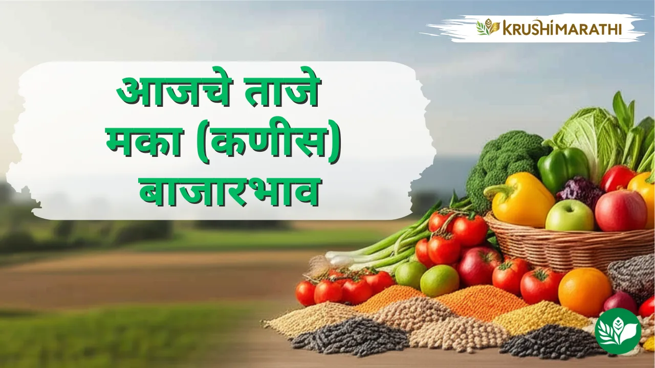 आजचे मका (कणीस) बाजारभाव