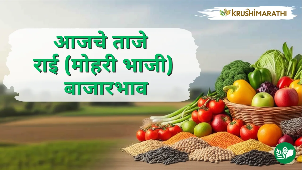 आजचे राई(मोहरी भाजी) बाजारभाव