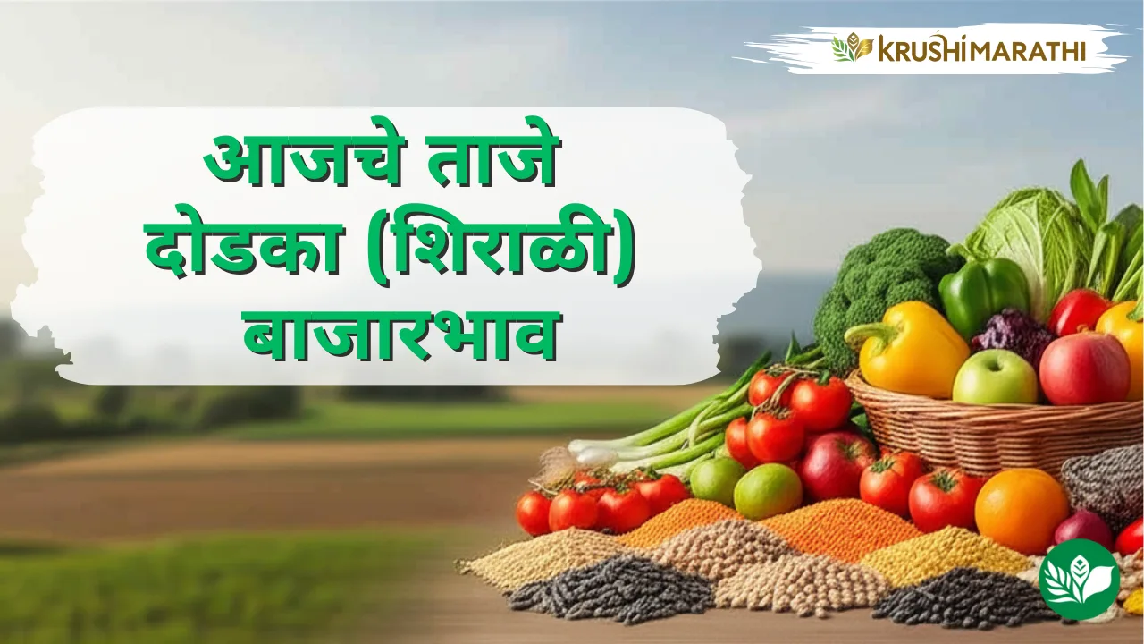 आजचे दोडका (शिराळी) बाजारभाव