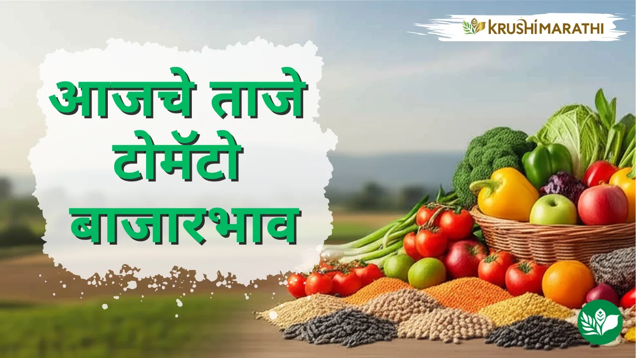 आजचा टोमॅटो बाजारभाव