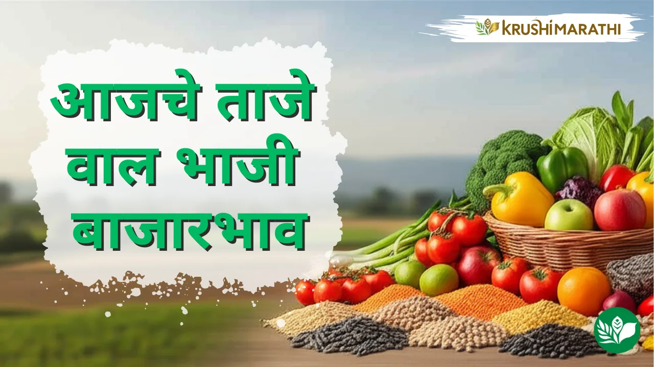 आजचे वाल भाजी बाजारभाव
