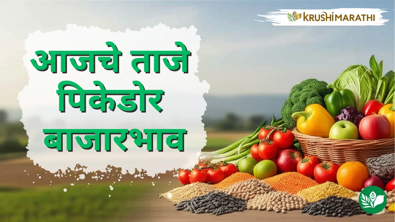 आजचा पिकेडोर बाजारभाव