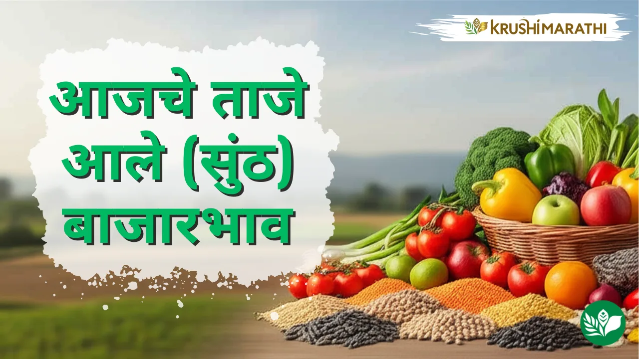 आजचे आले (सुंठ) बाजारभाव