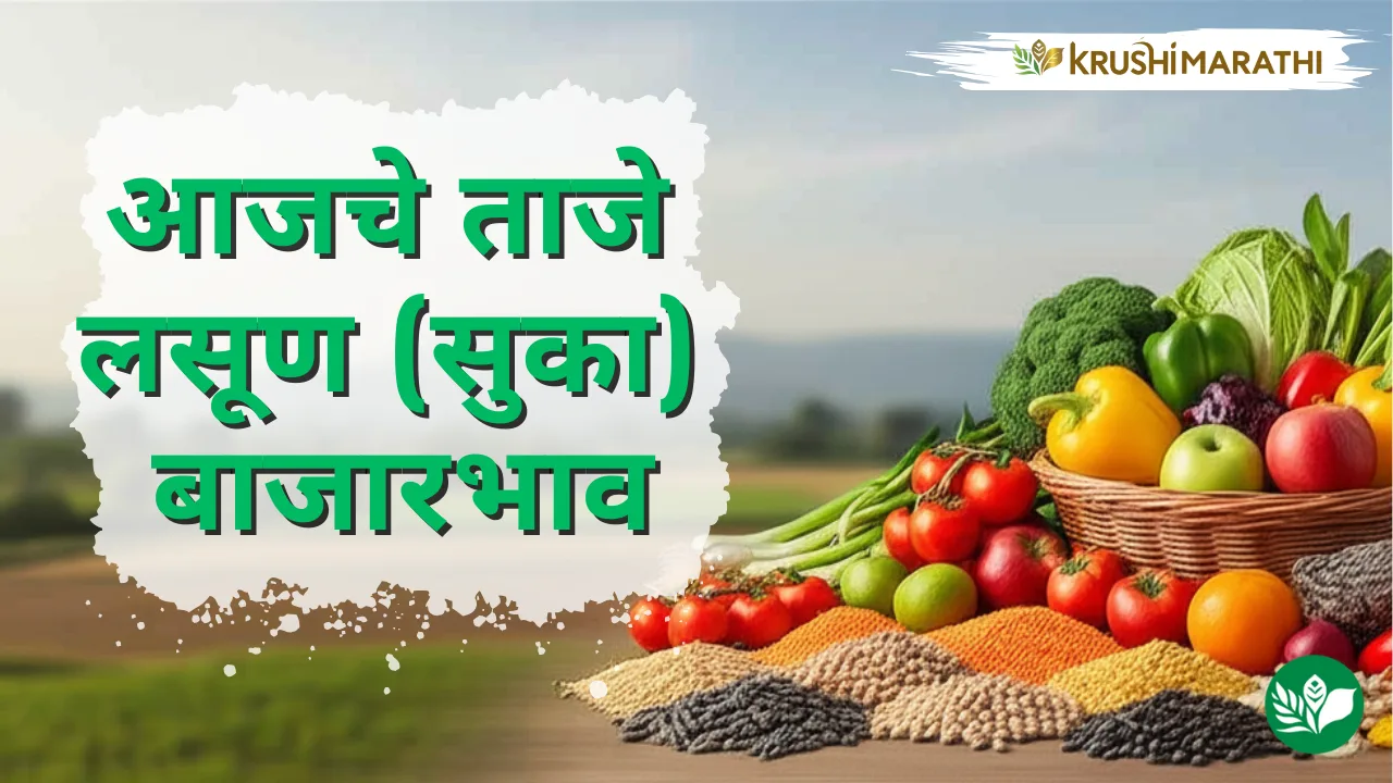 आजचे लसूण (सुका) बाजारभाव