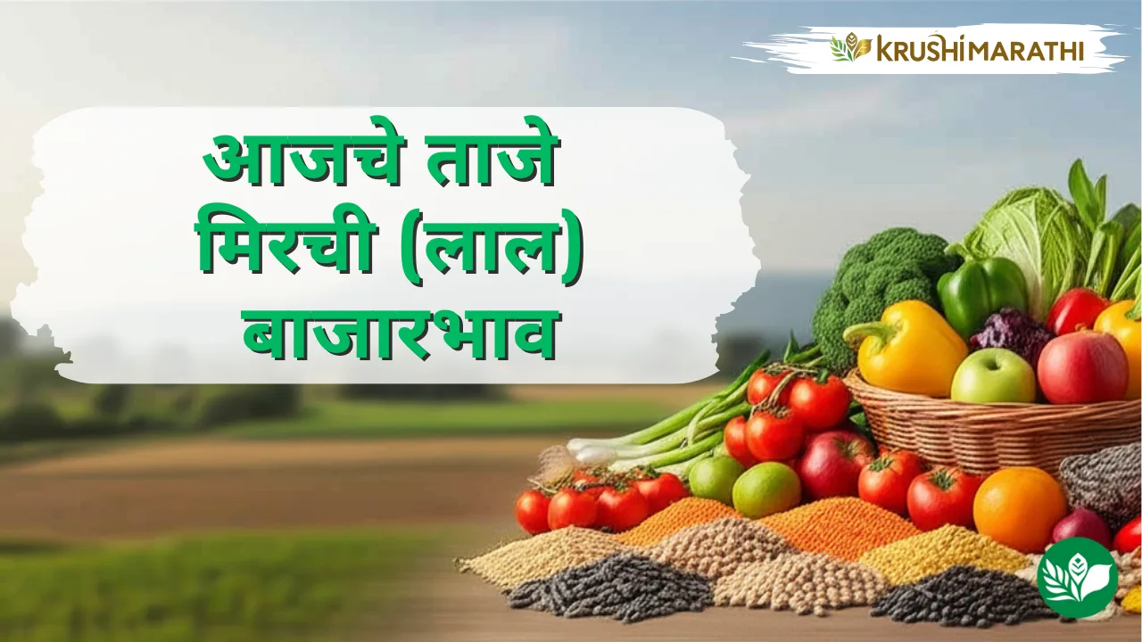 आजचे मिरची (लाल) बाजारभाव