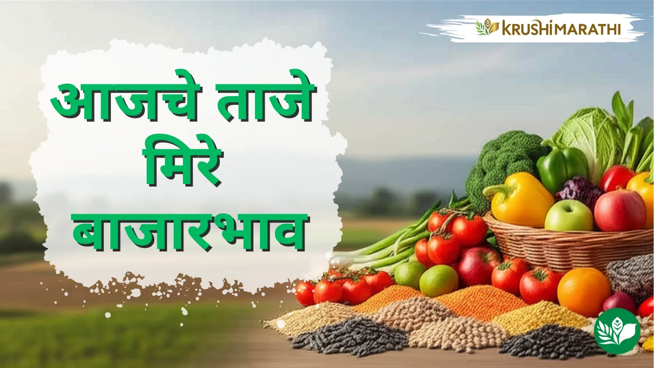 आजचे मिरे बाजारभाव