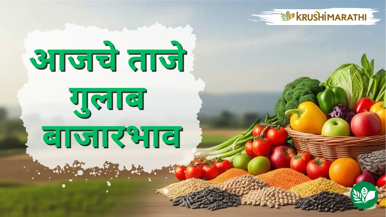 आजचे गुलाब बाजारभाव