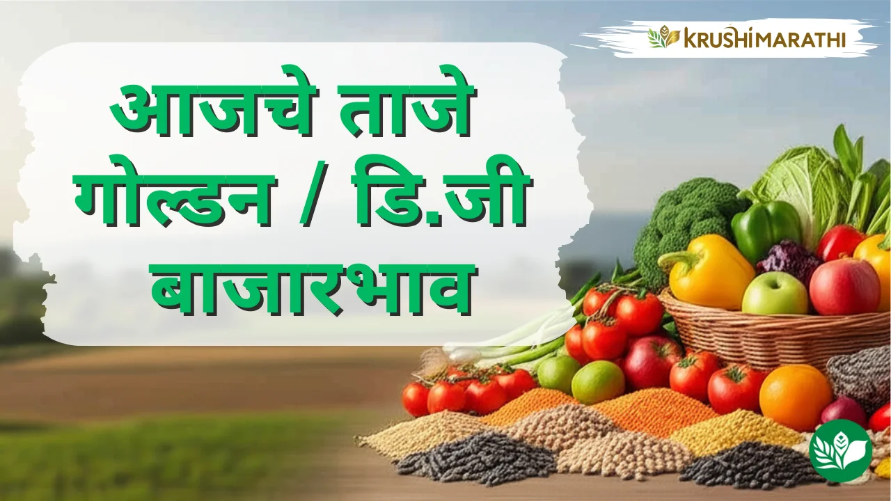 आजचे गोल्डन / डि.जी बाजारभाव