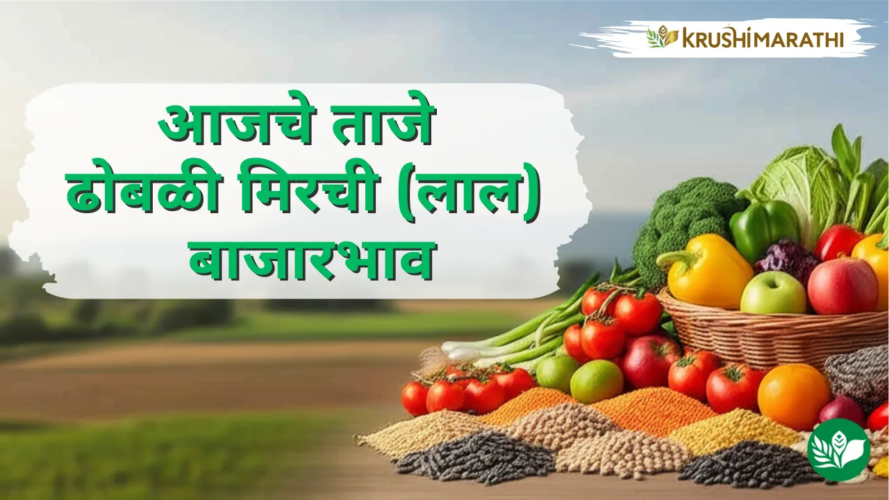 आजचे ढोबळी मिरची (लाल) बाजारभाव