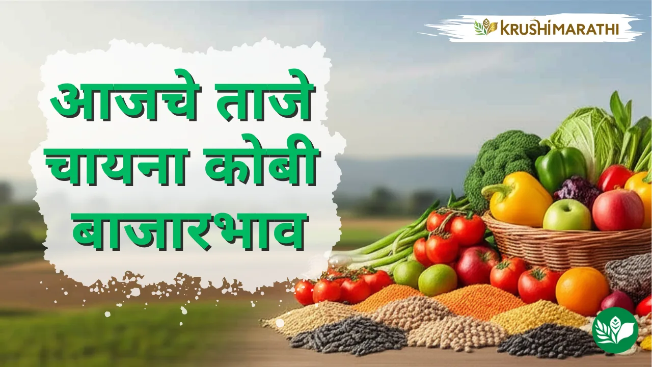 आजचे चायना कोबी बाजारभाव