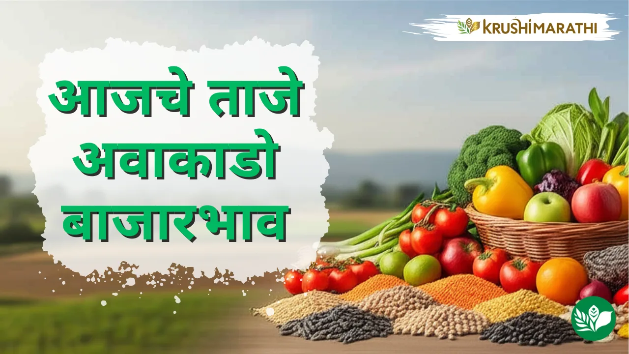 आजचे अवाकाडो बाजारभाव